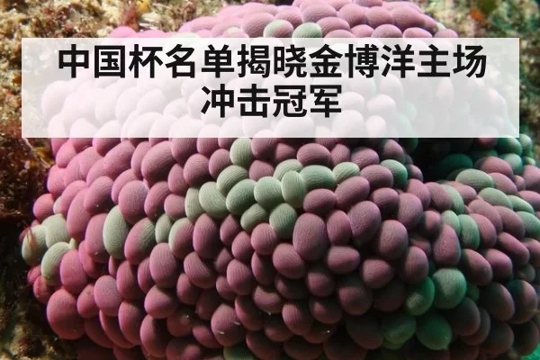 中国杯名单揭晓金博洋主场冲击冠军